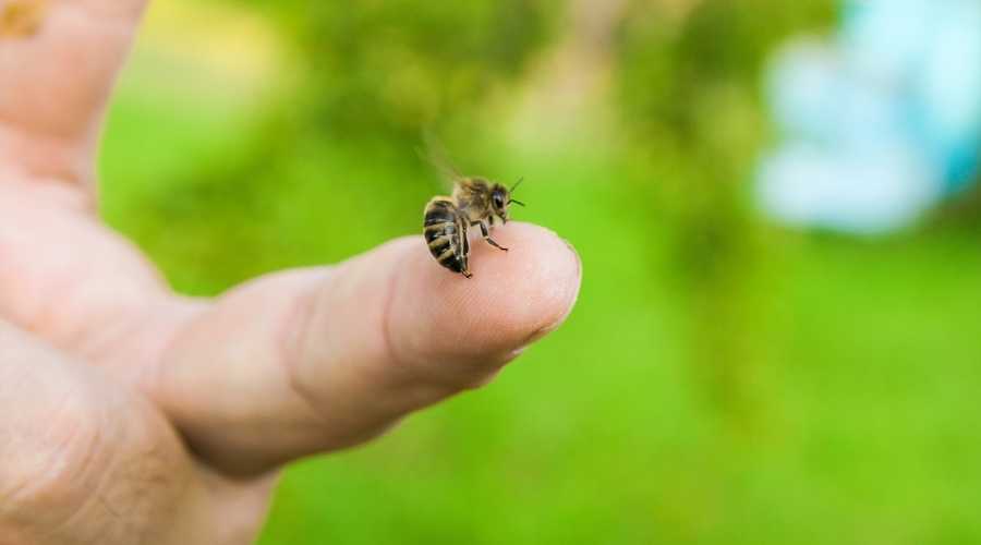 bee stinging a finger | Pest Control in Escondido | Escondido Exterminator
