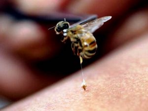 blog-2-bee-stinger-escondido-pest-control