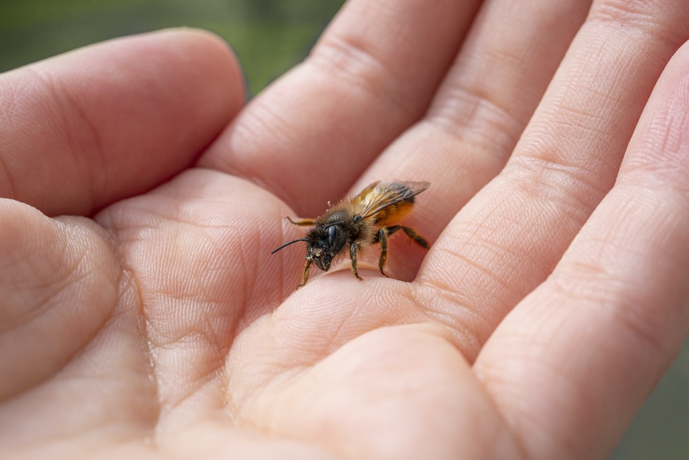 blog-2-insects-causing-you-pain |Pest Control in Escondido | Escondido Exterminator