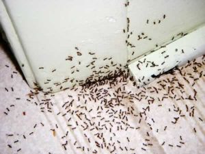 blog-6-pest-infestation-esconido-pest-control