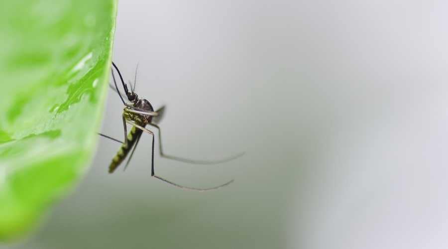 mosquito on leaf |Pest Control in Escondido | Escondido Exterminator