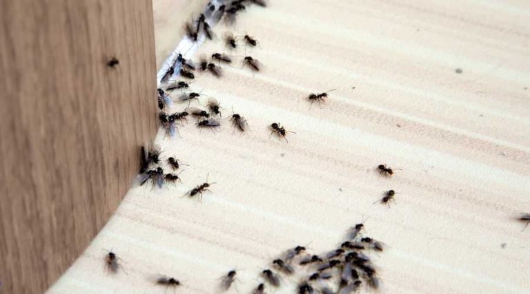 black ants on floor | Pest Control in Escondido | Escondido Exterminator