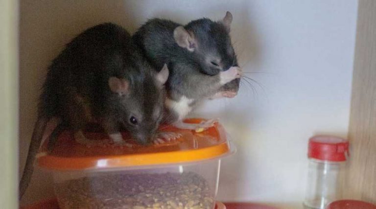 rats in cupboard