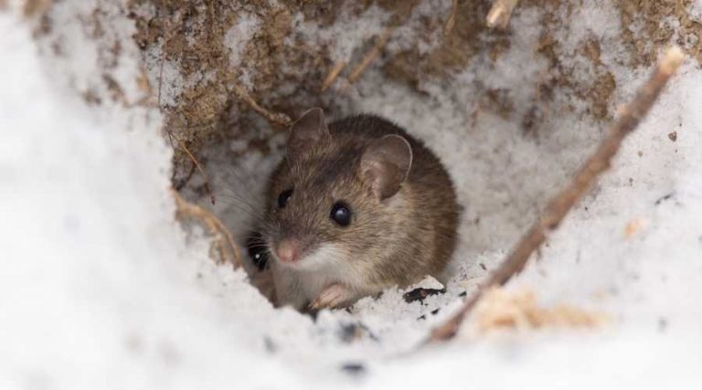 rat burrow during winter |Pest Control in Escondido | Escondido Exterminator