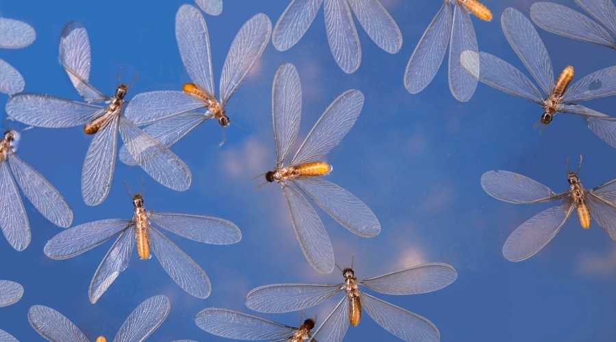termites with wings on glass | 7 Fast & Easy Ways to Get Rid of Flying Termites | Escondido Pest Control