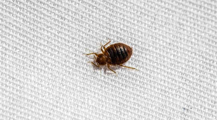 bed bug signs eng