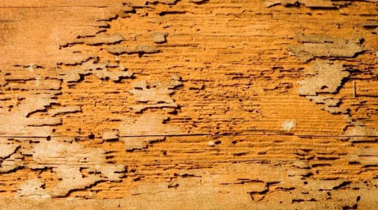 termite damage eng