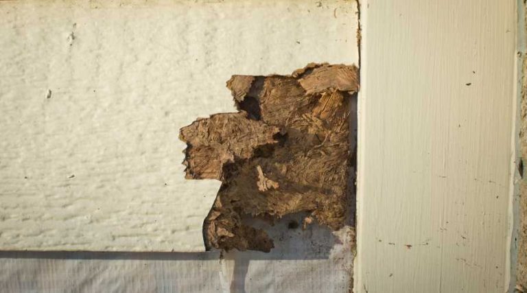 termite damage esp