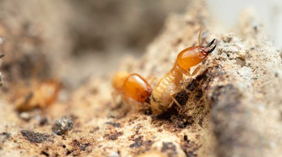 termite types eng
