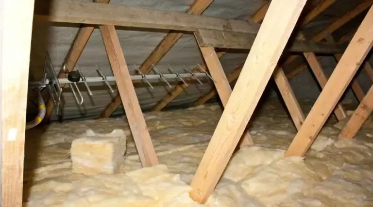 Signs that You Have Bats in Your Attic | Escondido Pest Control