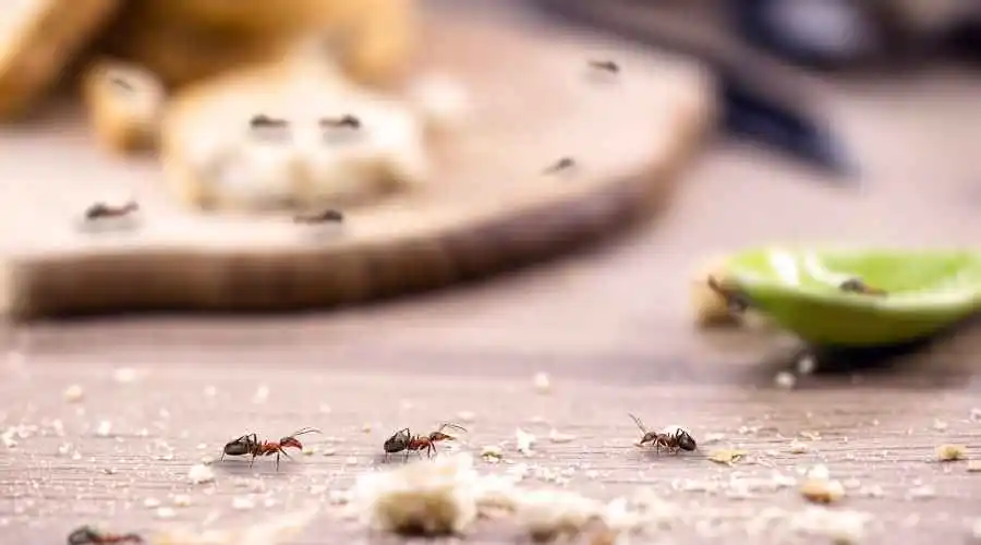 What to Do to Stop Ants from Entering Your House