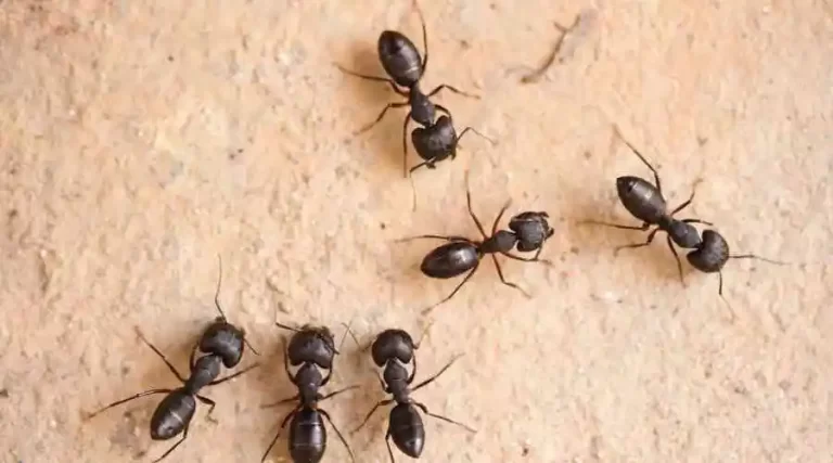 Getting Rid Of Ants In Your Escondido Home The Right Way