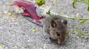 What Every Escondido Resident Should Know About Rats