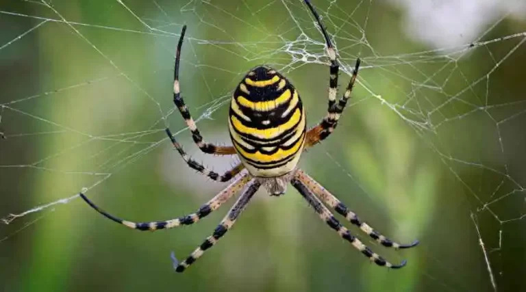 Spiders in Escondido: The Complete Guide