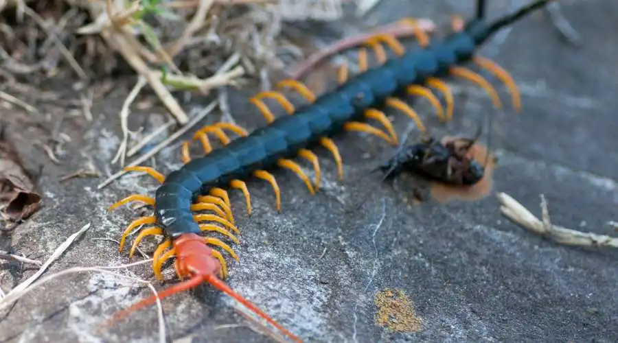 Identifying Centipedes in Your House