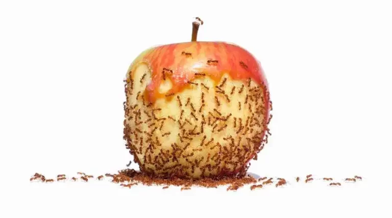 Quick Guide on Ants in California | Escondido Pest Control