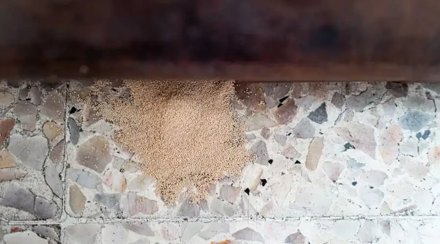02 - termites invade homes