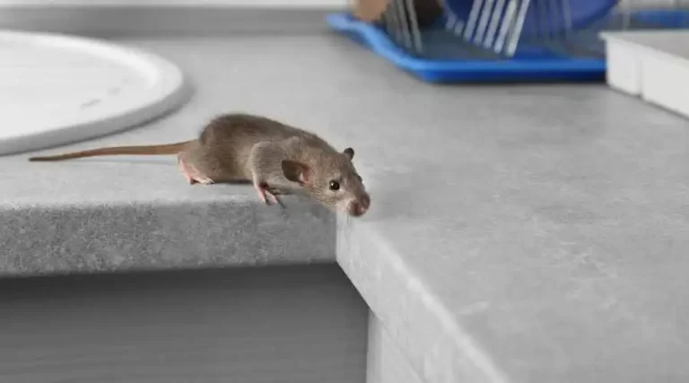01.2 - how exterminators get rid of mice