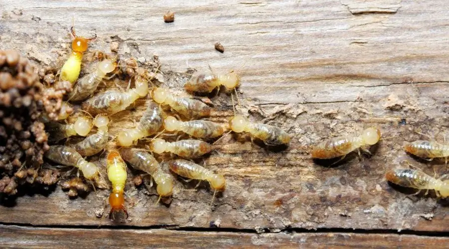 1.2 - common pests