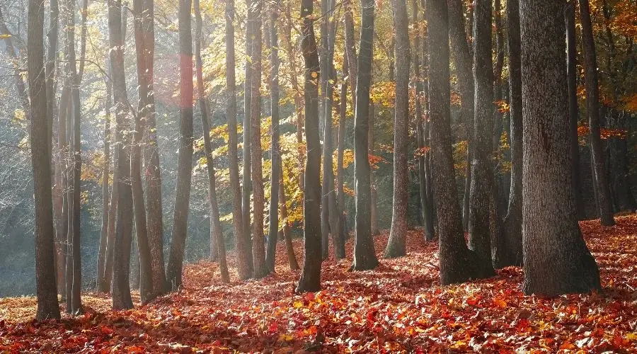 birch tree forest in autumn