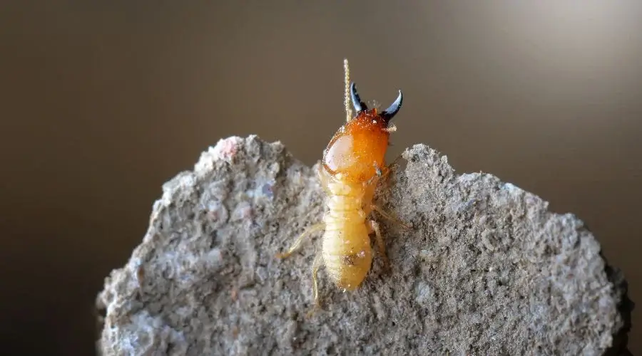 close up pic of termite