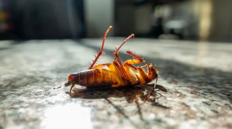 upside down dead cockroach