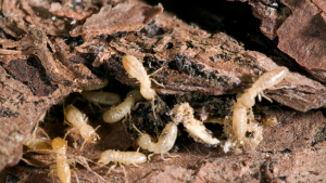 Termites