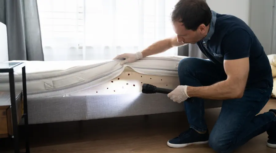 Bed Bug Infestations in California Who's Responsible, Landlord or Tenant