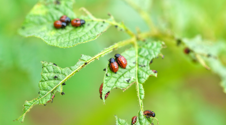 Pets While Managing Pests