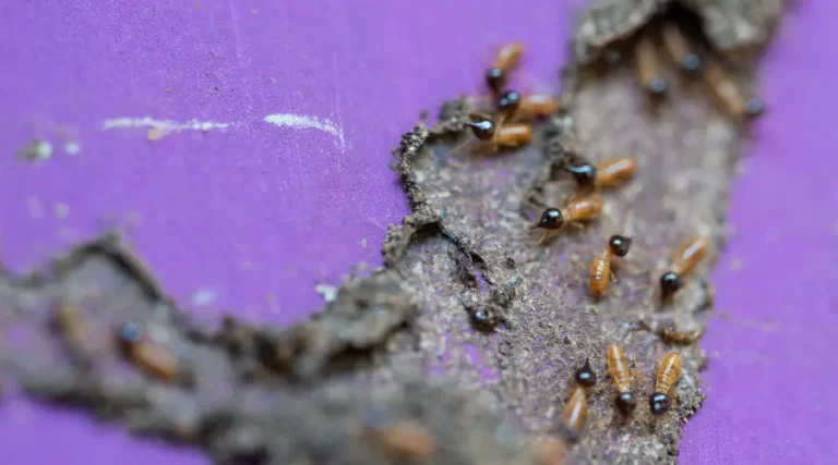 Termite Inspections