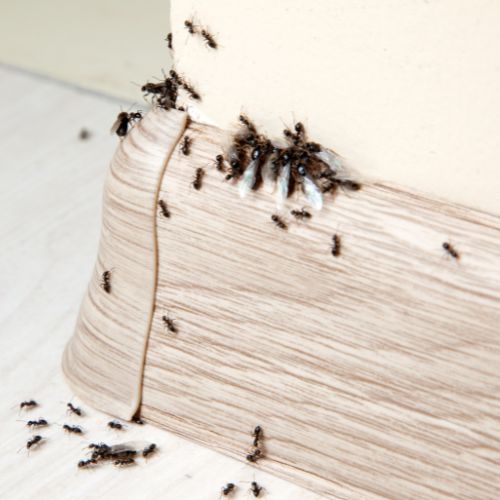 ant infestation at a home